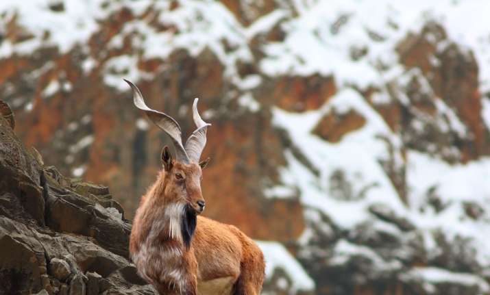 Markhor
