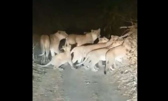 20 lions venture out of forest in Gujarat's Amreli | Watch
