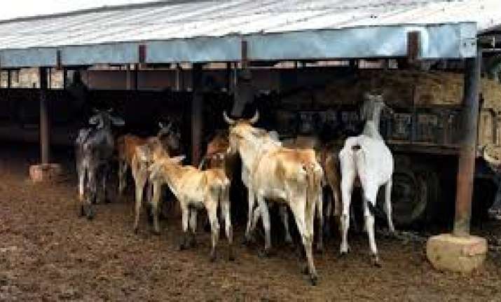 Over Rs 4 crore sanctioned for 60 cow shelters in Jaipur