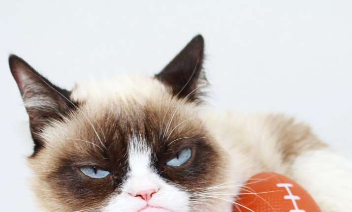Grumpy Cat