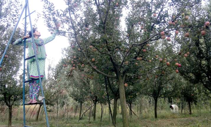 Apple orchard in South Kashmir