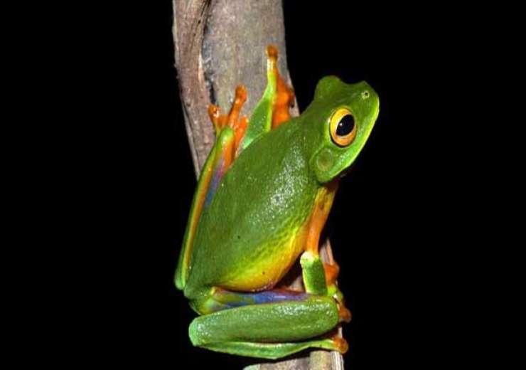 Australian scientists discover new colourful tree frog species in ...