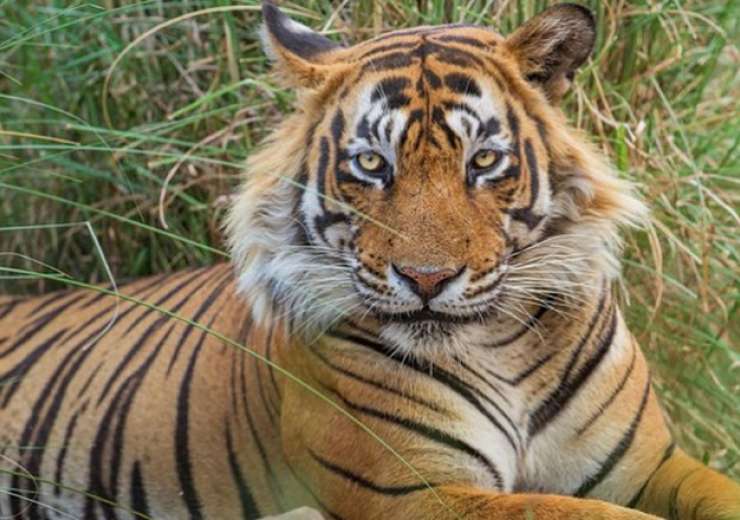 Tiger population booms in Uttarakhand’s Terai region