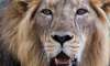monsoon floods kill 10 endangered lions near gujarat
