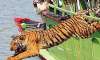 tiger drags away man injures another