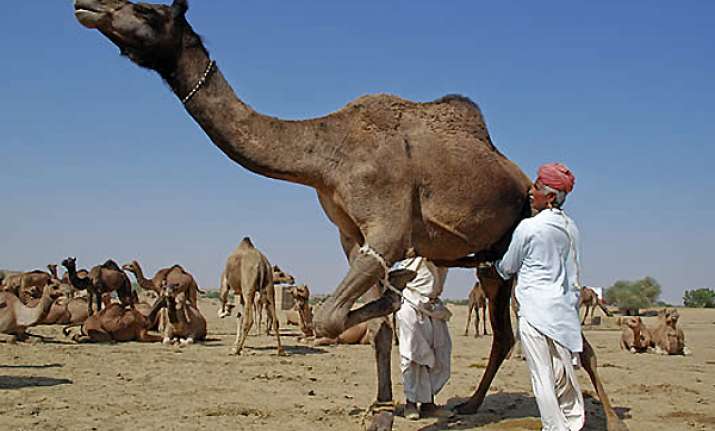 gujarat to have first camel milk dairy soon