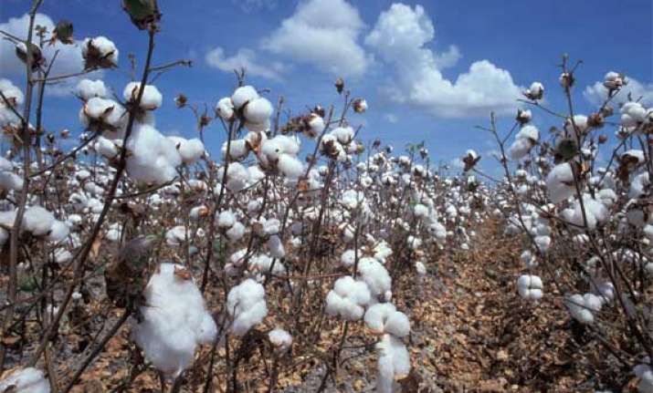 record cotton crop in gujarat this year exports may double