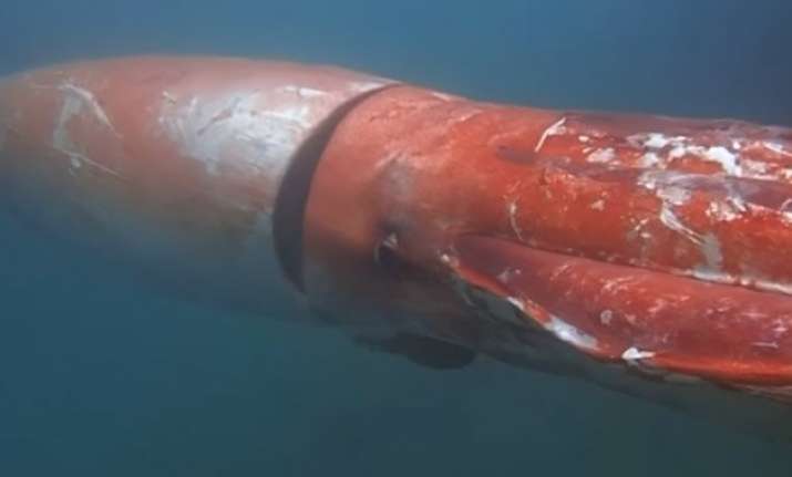 Bizarre Sighting! Giant squid spotted in Japanese bay | Blah News ...