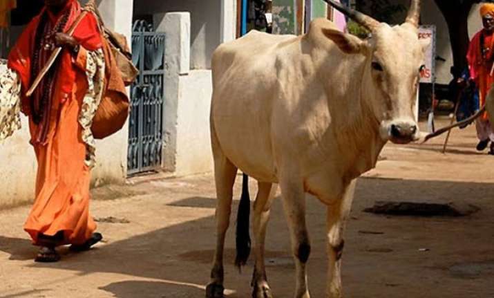 before cattle slaughter laws this country needs something
