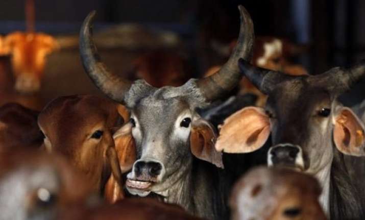 b town calls for freedom of choice post beef ban