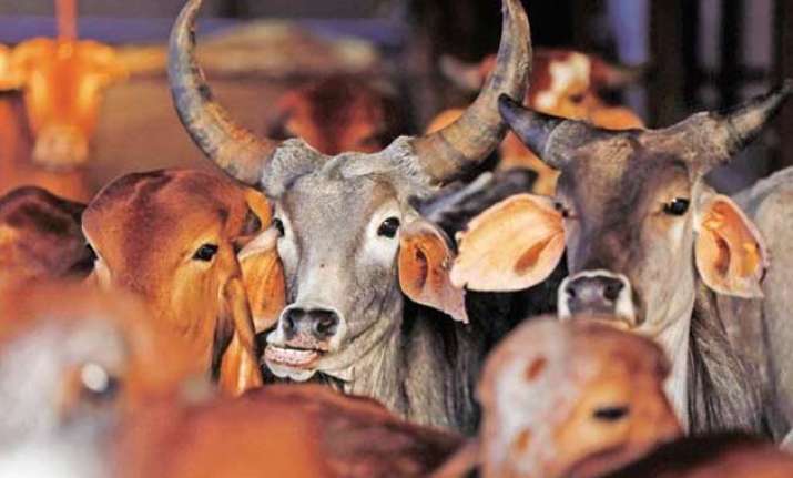 kannada woman filmmaker threatened for endorsing beef eating