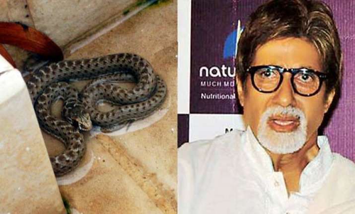 snake found inside amitabh bachchan s home in mumbai