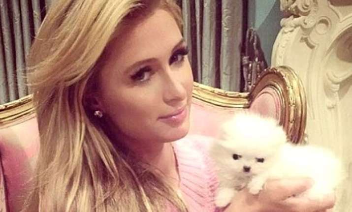 full time nanny for paris hilton s pet