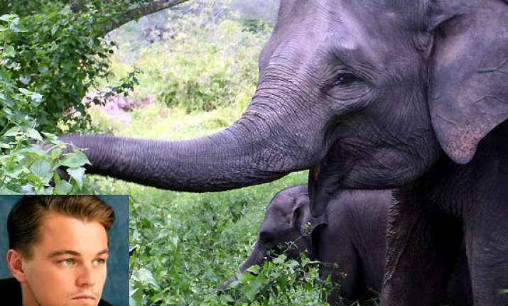 leonardo dicaprio donates 1 mn to save elephants