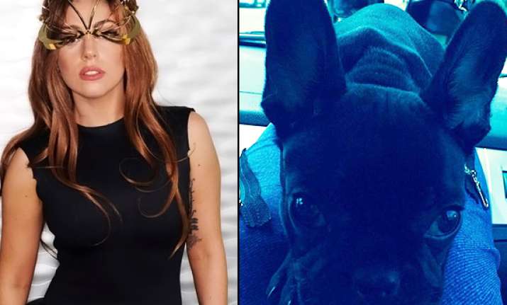 lady gaga introduces new pet to fans