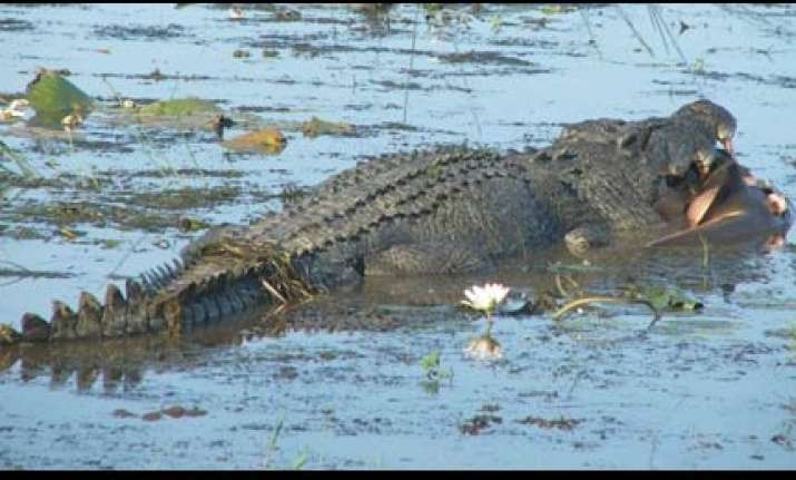tourists watch crocodile eat shark in australia