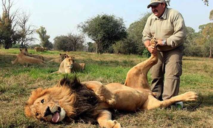 south african keeper strokes and tickles lions