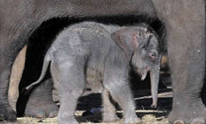 miraculous birth of baby jumbo in sydney zoo