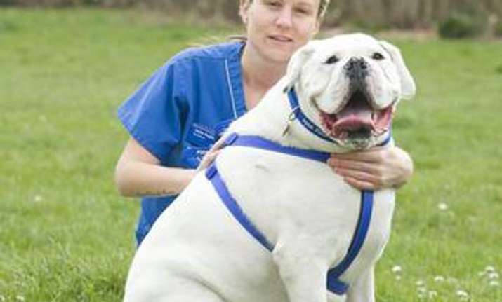 british pets turning as obese as their owners