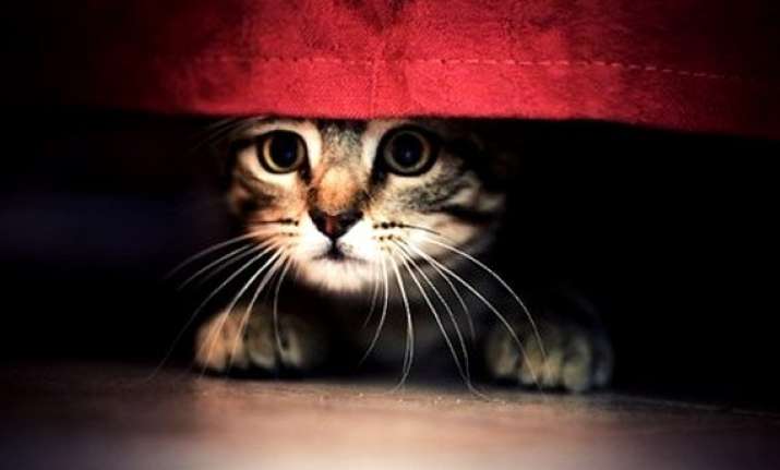 diwali special be compassionate to animals this diwali see