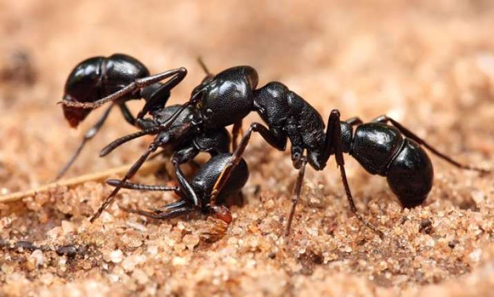 ants chemical improves cancer drug by 50 times