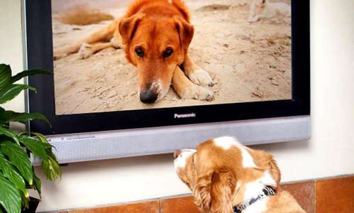 worried about leaving your dog alone switch on dogtv