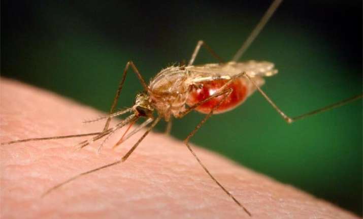 decoded how malaria parasite enters liver