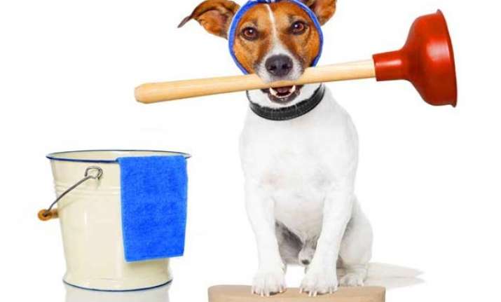 important home care tips for those having pets at home