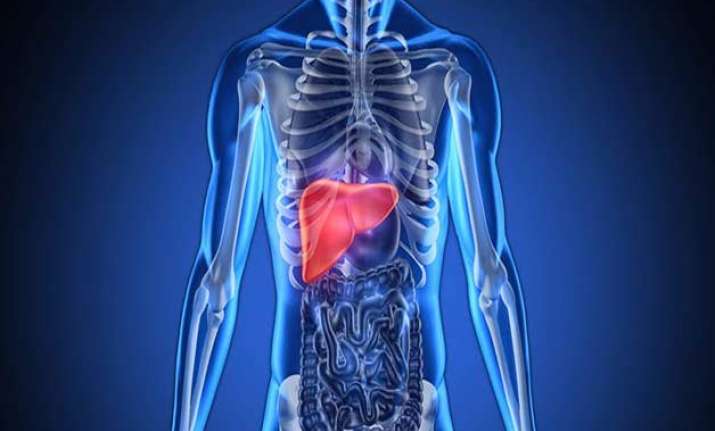 antioxidant that backs up liver during crisis identified