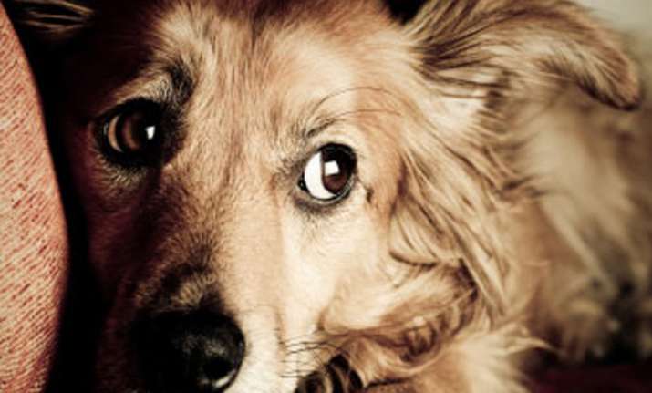 love your pets keep them safe this diwali see pics