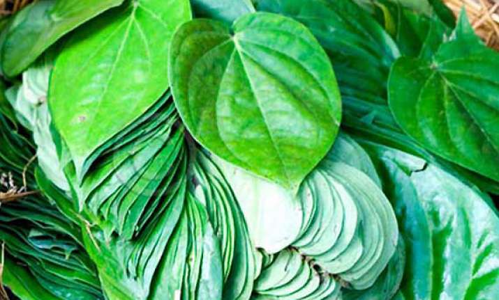 chewing betel leaf may help fight cancer