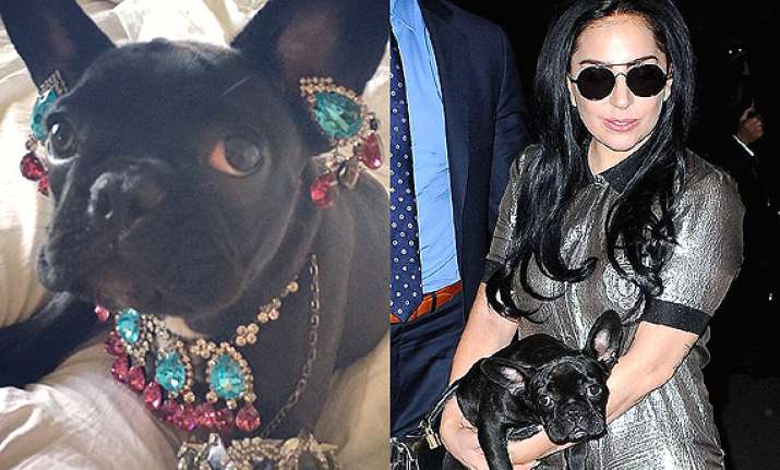 lady gaga dresses up pet in jewellery slammed by peta