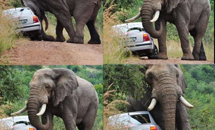 angry elephant throws car into a ditch