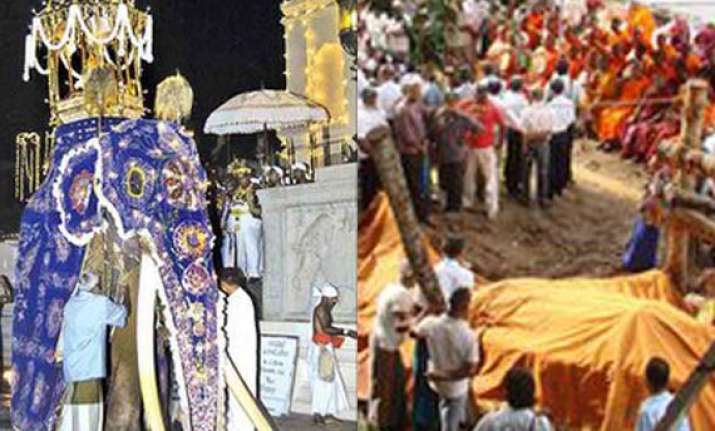 asia s longest tusked elephant dies in sri lanka