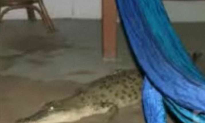 australian family finds crocodile inside drawing room