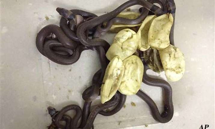 australian boy s egg collection turns into deadly snakes