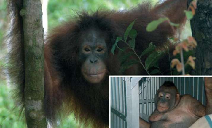 bizzare orangutan used as sex slave in indonesia