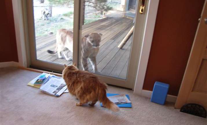 cat in us gets a close look at a mountain lion