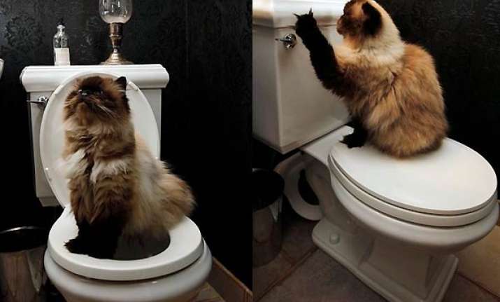 cats can be trained to use the toilet