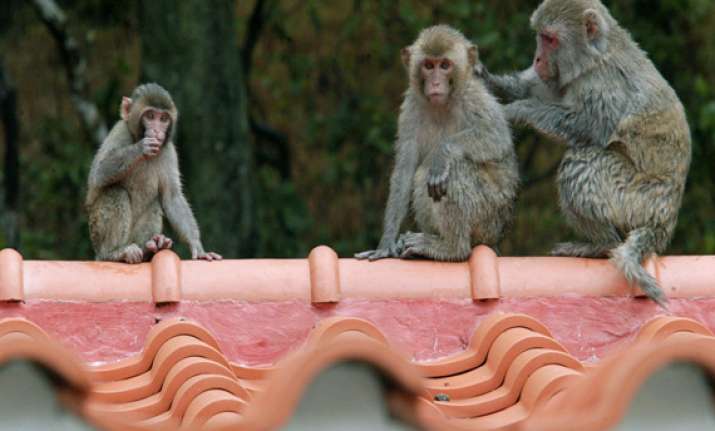 china s air force creates a battalion of monkeys