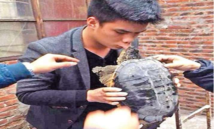 chinese man kisses turtle goodbye lands in hospital