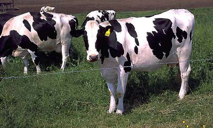 chinese scientists create 300 gm cows to produce human milk