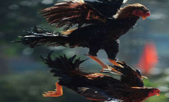 cock stabs man to death in california