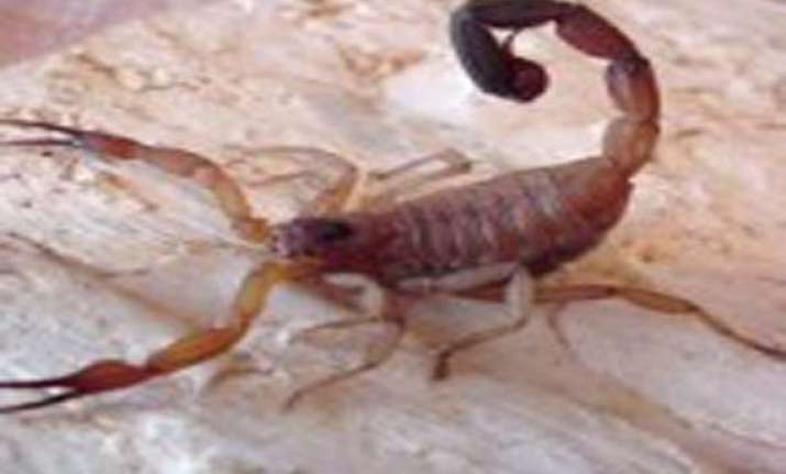 cuban scientists seek cancer cure from scorpion venom