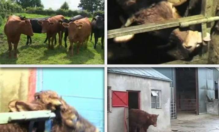 daisy the cow becomes an internet hit