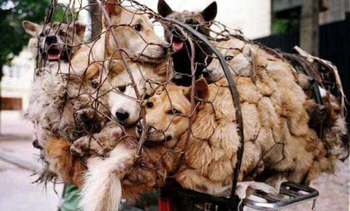 dog meat festival celebrated in china despite protests
