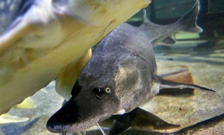 fish jumps into boat breaks florida woman s leg