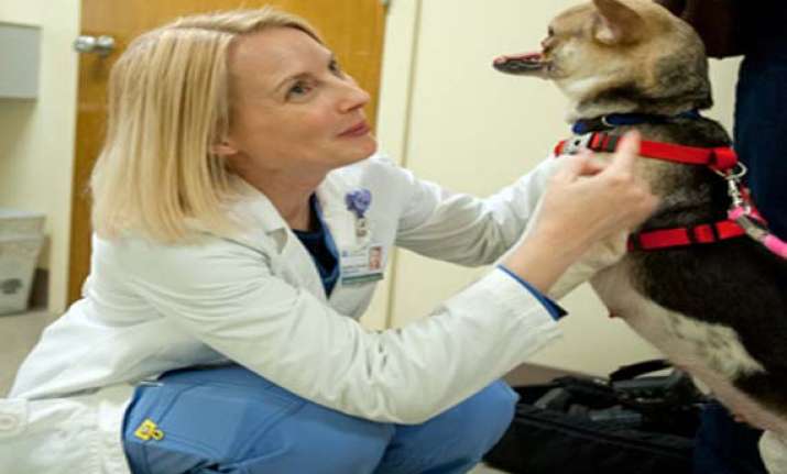 hero dog with missing snout appears to have beaten cancer