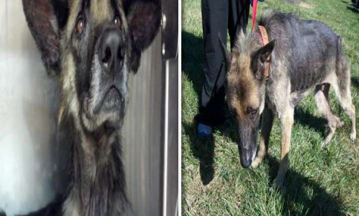 horrible dog chained to a tree for 4 years