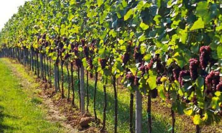 french champagne vineyards added to unesco s world heritage